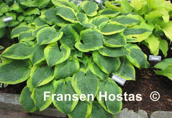 Hosta Wooden Nickel